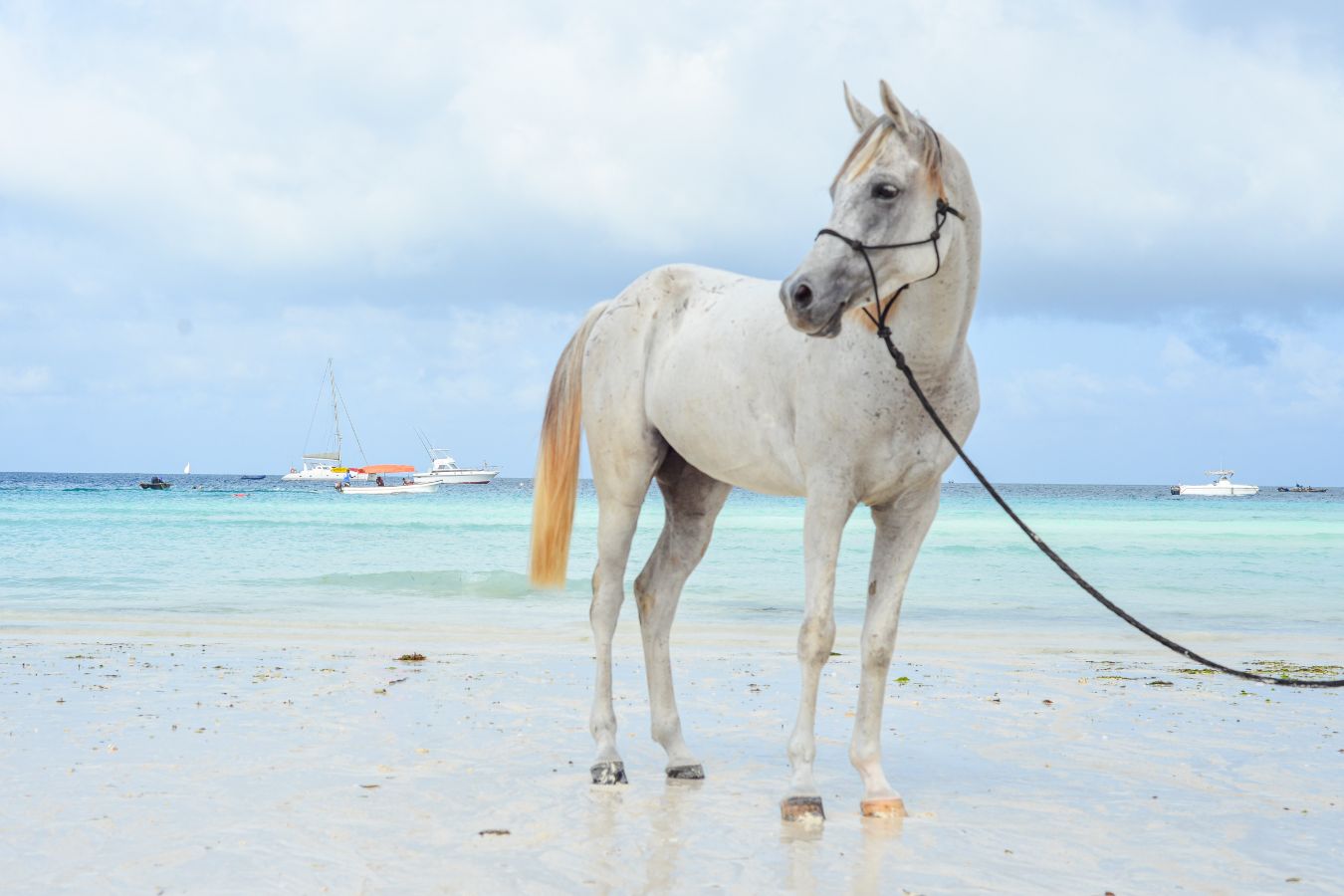 Meet Our Horses Zanzibar Horse Club